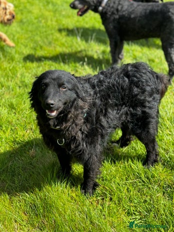 Mixed Breed dogs Sweet Diana looking for a home in Salisbury - Advert 8