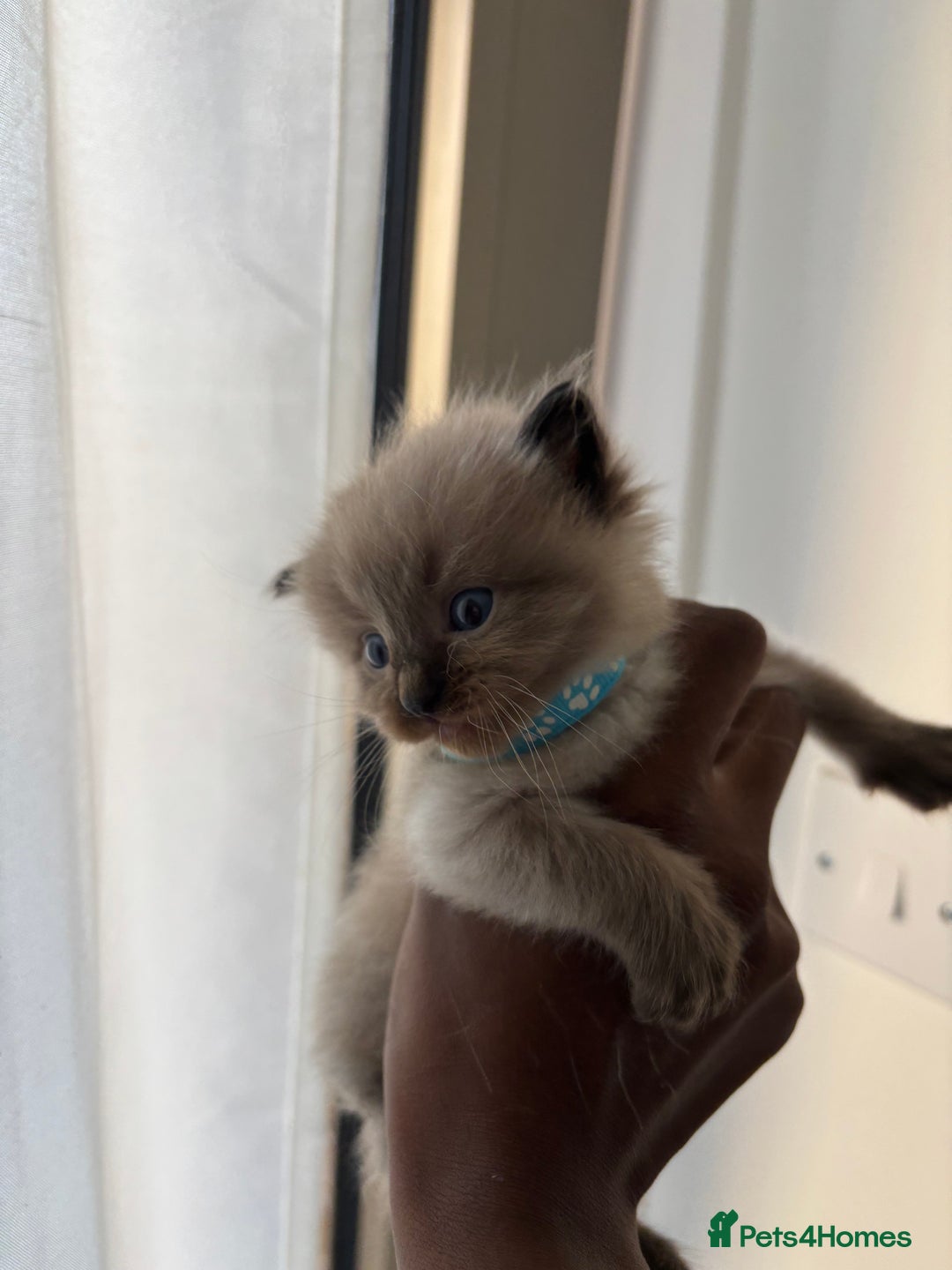 Ragdoll cats for sale:  Gorgeous fluffy chocolate ragdoll kittens🐾🥹 - Image 12