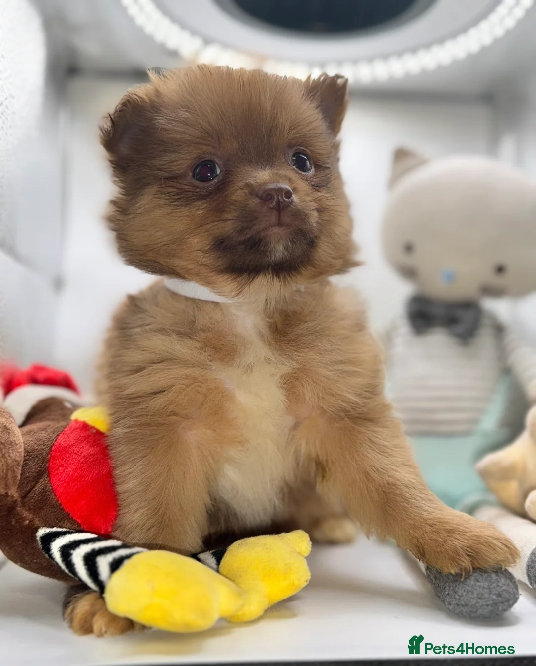 Pomeranian dogs for sale: ✨🐶One BOY Adorable Pomeranian Puppy 🐶✨ - Advert 12