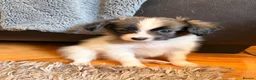 Papillon dogs for sale: KC Registered Male Papillon puppy for sale in Braintree - Advert 30