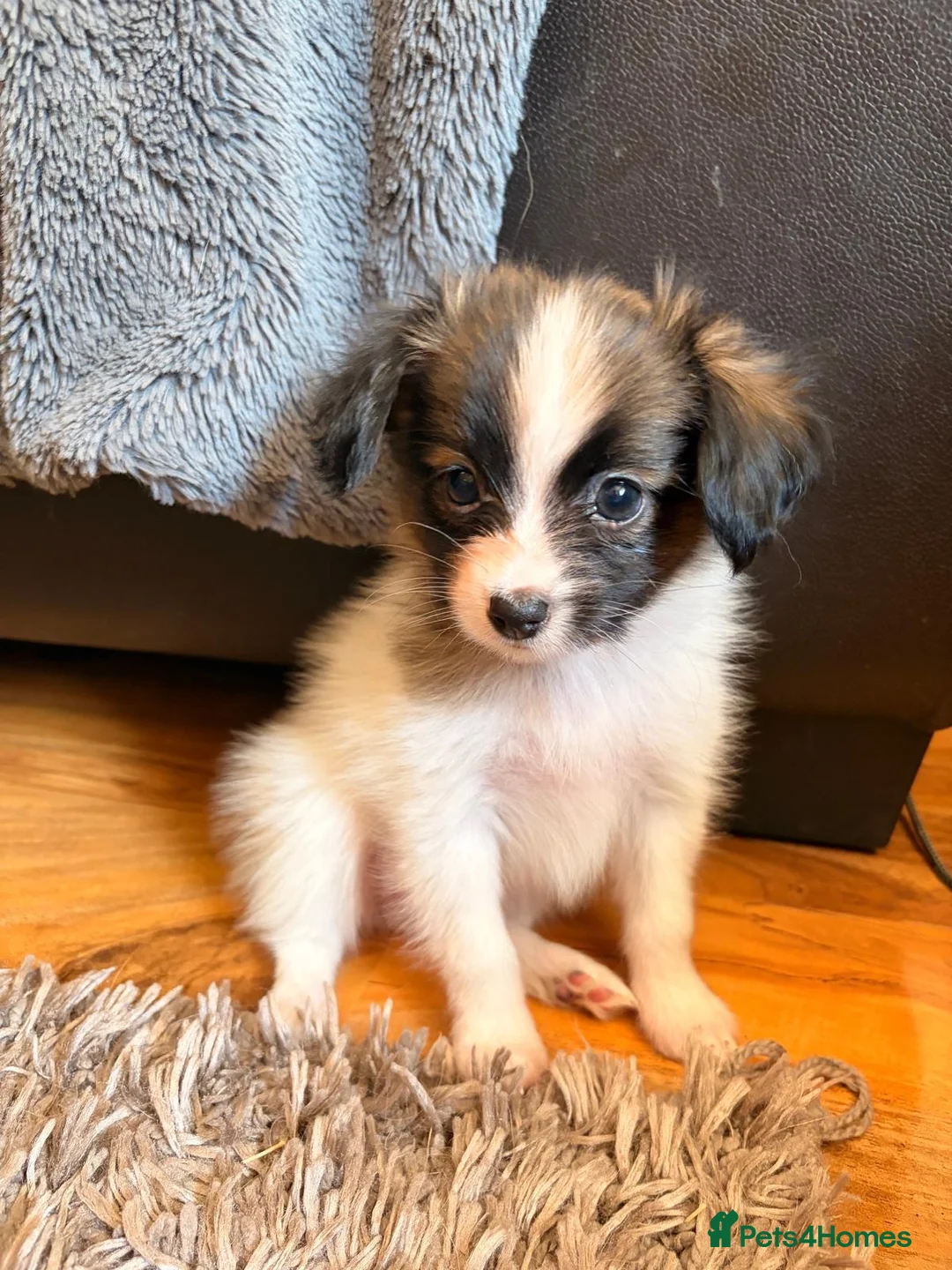Papillon dogs for sale: KC Registered Male Papillon puppy for sale in Braintree - Advert 30