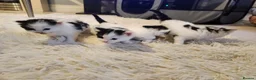 Mixed Breed cats for sale: 4 kittens available  in Bideford - Advert 3