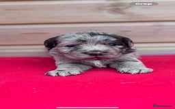 Sprocker dogs for sale: Sprocker spaniel puppies  - Image 5