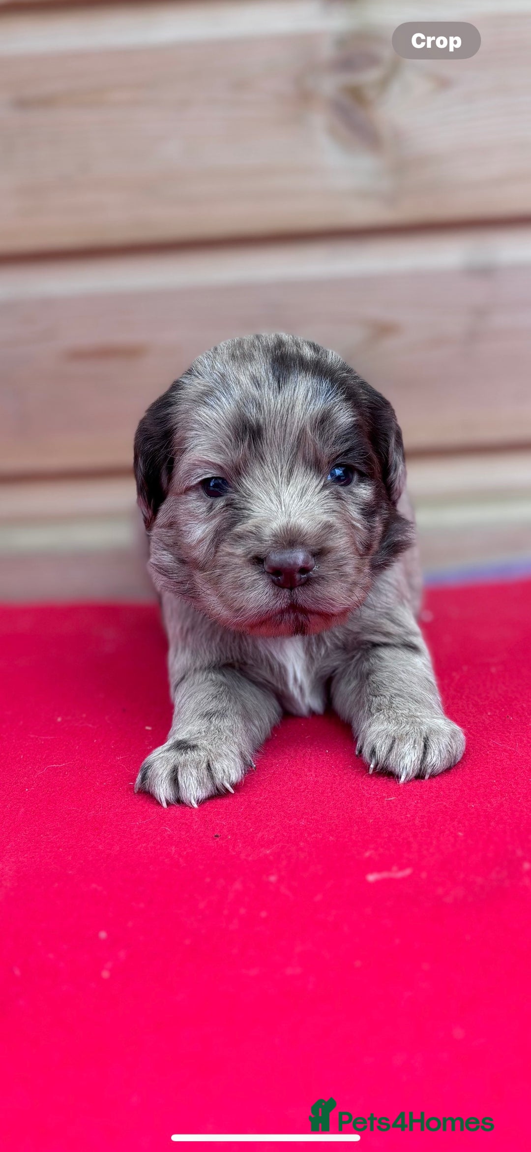 Sprocker dogs for sale: Sprocker spaniel puppies  - Image 5