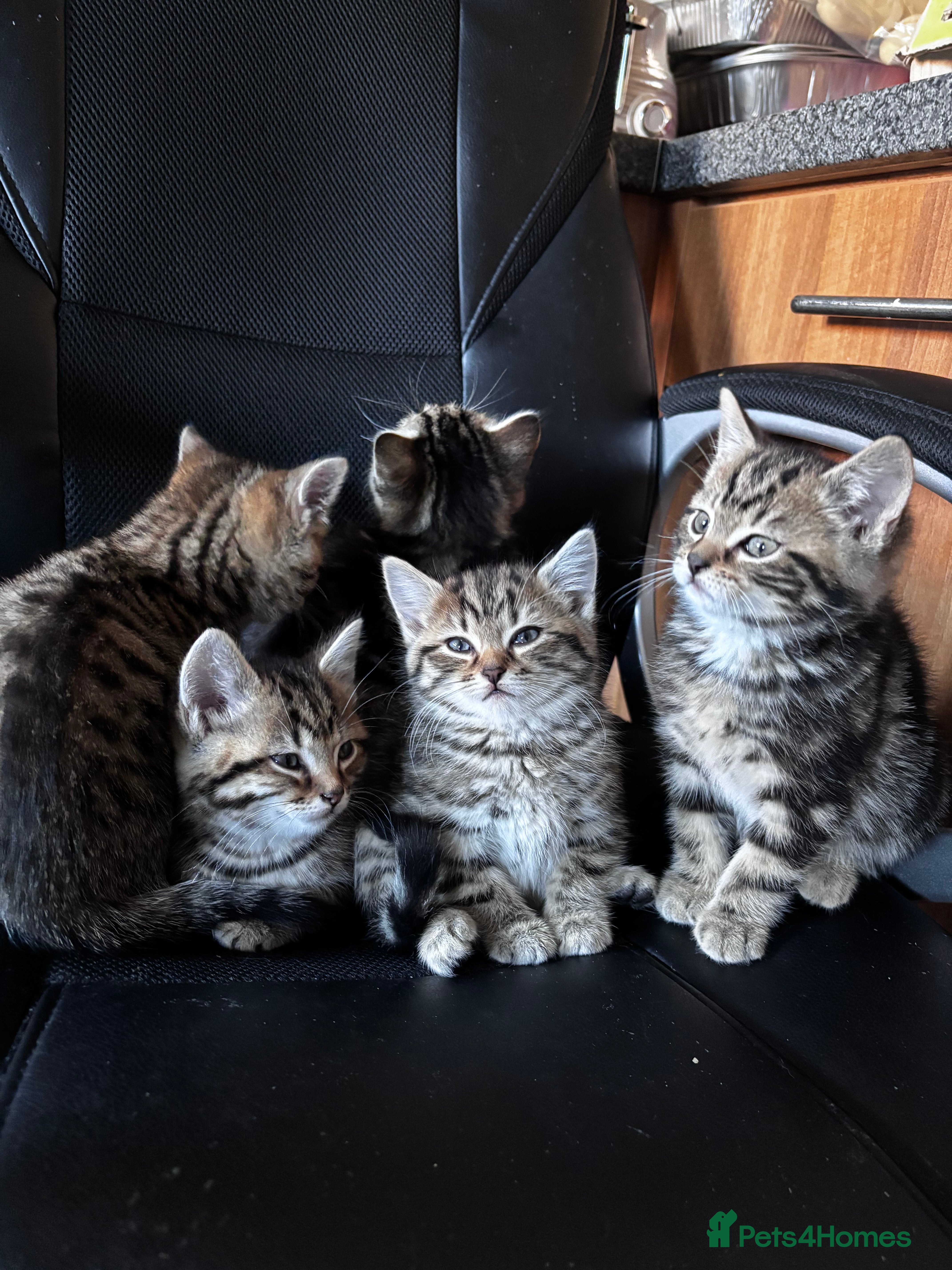 Mixed Breed cats Mixed litter of 8 week old kittens - Advert 1