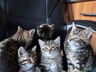 Mixed Breed cats Mixed litter of 8 week old kittens - Advert 1