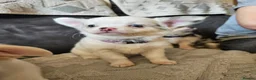 Chihuahua dogs for sale: 5 beautiful chihuahuas in Maidstone - Advert 2