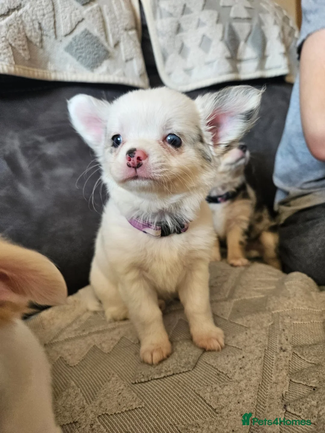 Chihuahua dogs for sale: 5 beautiful chihuahuas in Maidstone - Advert 2
