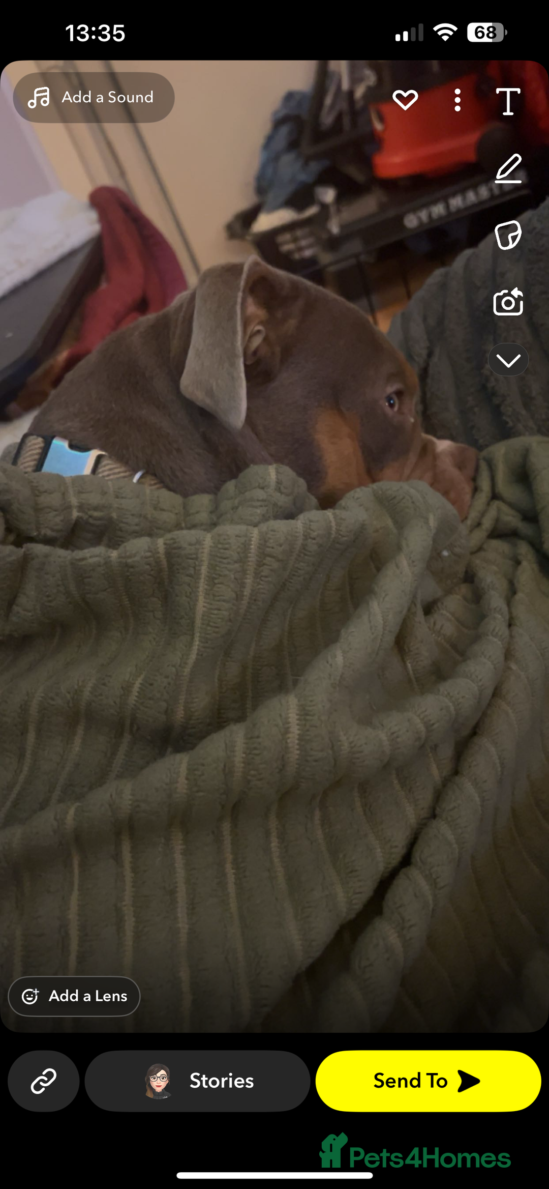 Mixed Breed dogs for sale: 7 months old male olde English bulldog x pocket  - Advert 5