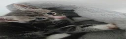 Mixed Breed cats for sale: 2 beautiful kittens for sale  - Advert 12