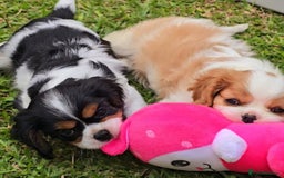 Cavalier King Charles Spaniel dogs for sale: Pure-bred Cavalier King Charles Spaniel puppies  - Image 6