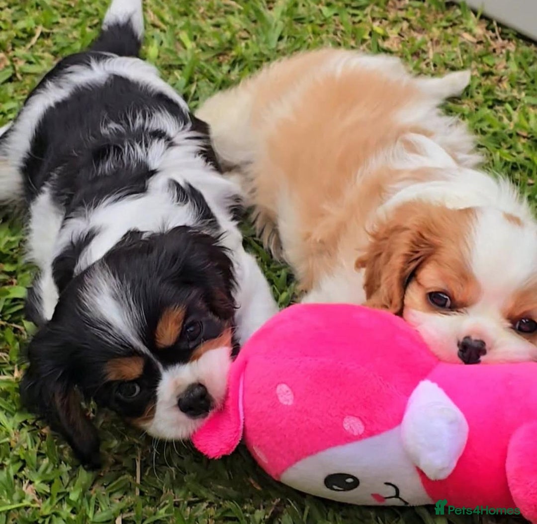 Cavalier King Charles Spaniel dogs for sale: Pure-bred Cavalier King Charles Spaniel puppies  - Image 6