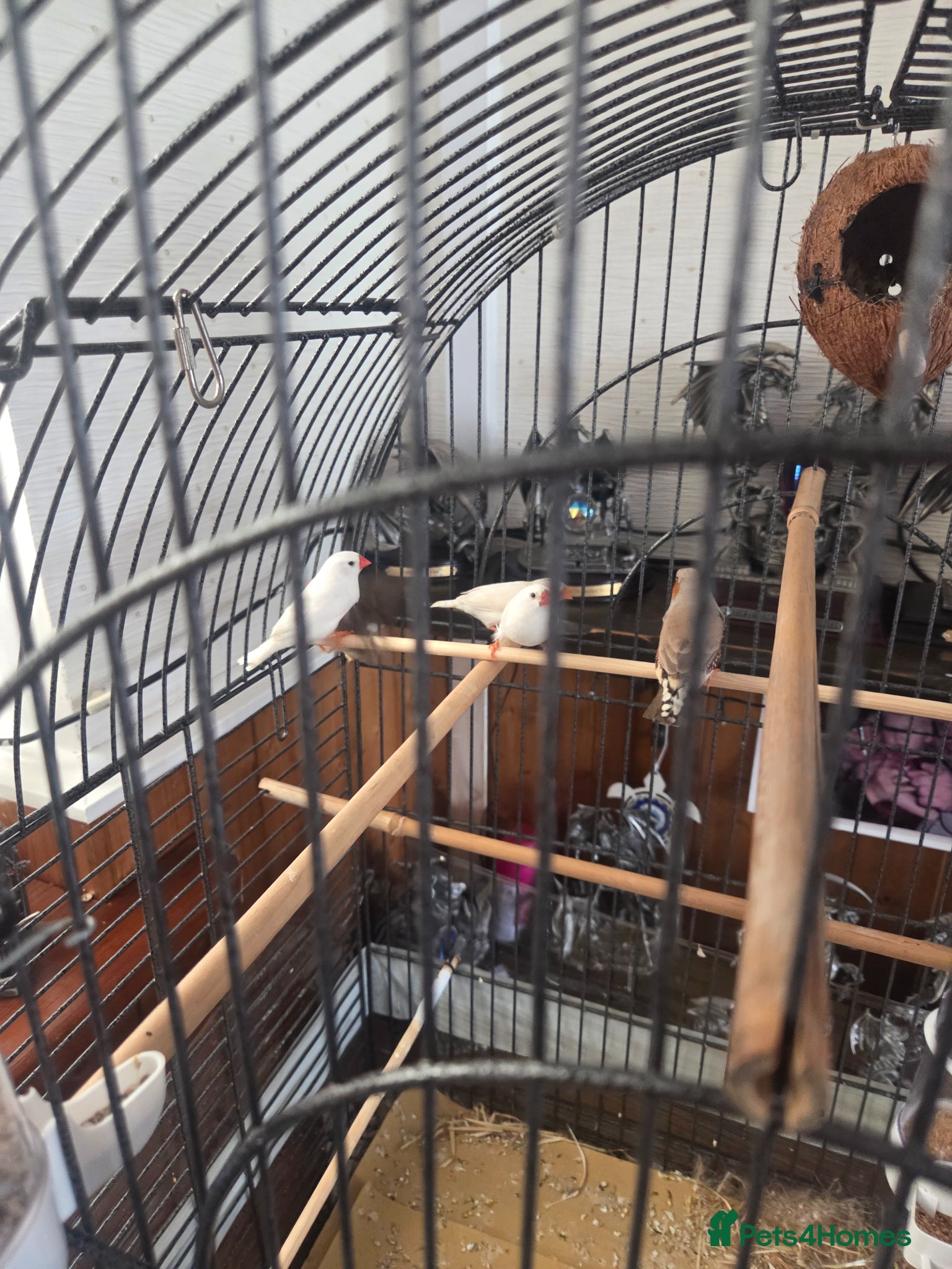 Finches birds Zebra finchs - Advert 2