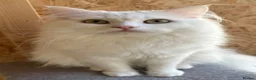 Mixed Breed cats for sale: Beautiful Maine coon x Persian boy  - Advert 3