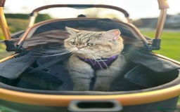British Shorthair cats for sale: Golden tipped British shorthair  - Image 2