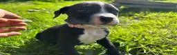 Mixed Breed dogs for sale: 🐾 Stunning Dalmatian × Boxer Puppies 🐾 in Leek - Advert 9