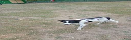 Mixed Breed dogs for adoption: Meet Freckles, currently residing in Sheffield  in Sheffield - Advert 2