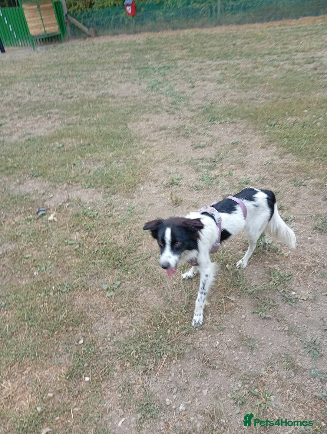 Mixed Breed dogs for adoption: Meet Freckles, currently residing in Sheffield  in Sheffield - Advert 2