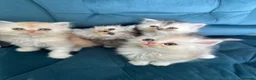 Persian cats for sale: Beautiful Persian Kittens Available forLovingHomes - Advert 5