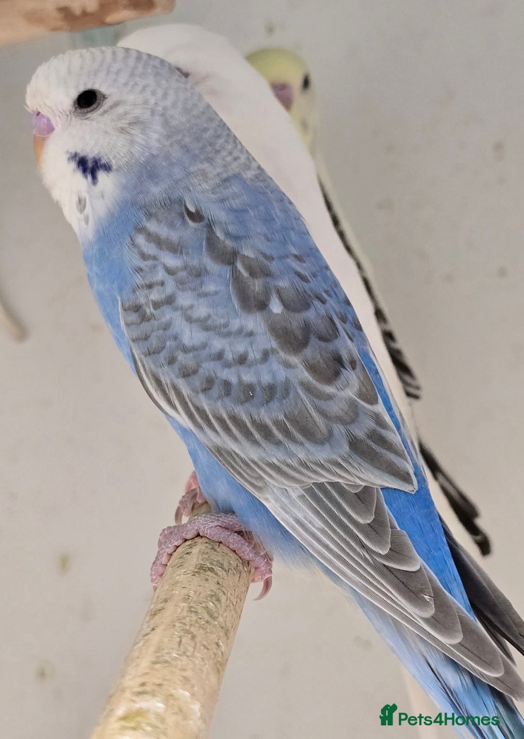 Budgerigars birds for sale: Stunning Baby Budgies available now!!! - Advert 8