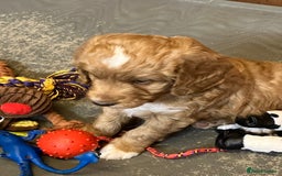 Australian Labradoodle dogs for sale: Stunning miniature Australian labradoodles - Image 11