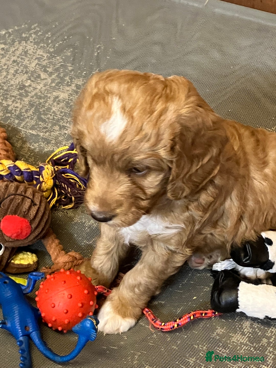 Australian Labradoodle dogs for sale: Stunning miniature Australian labradoodles - Image 11