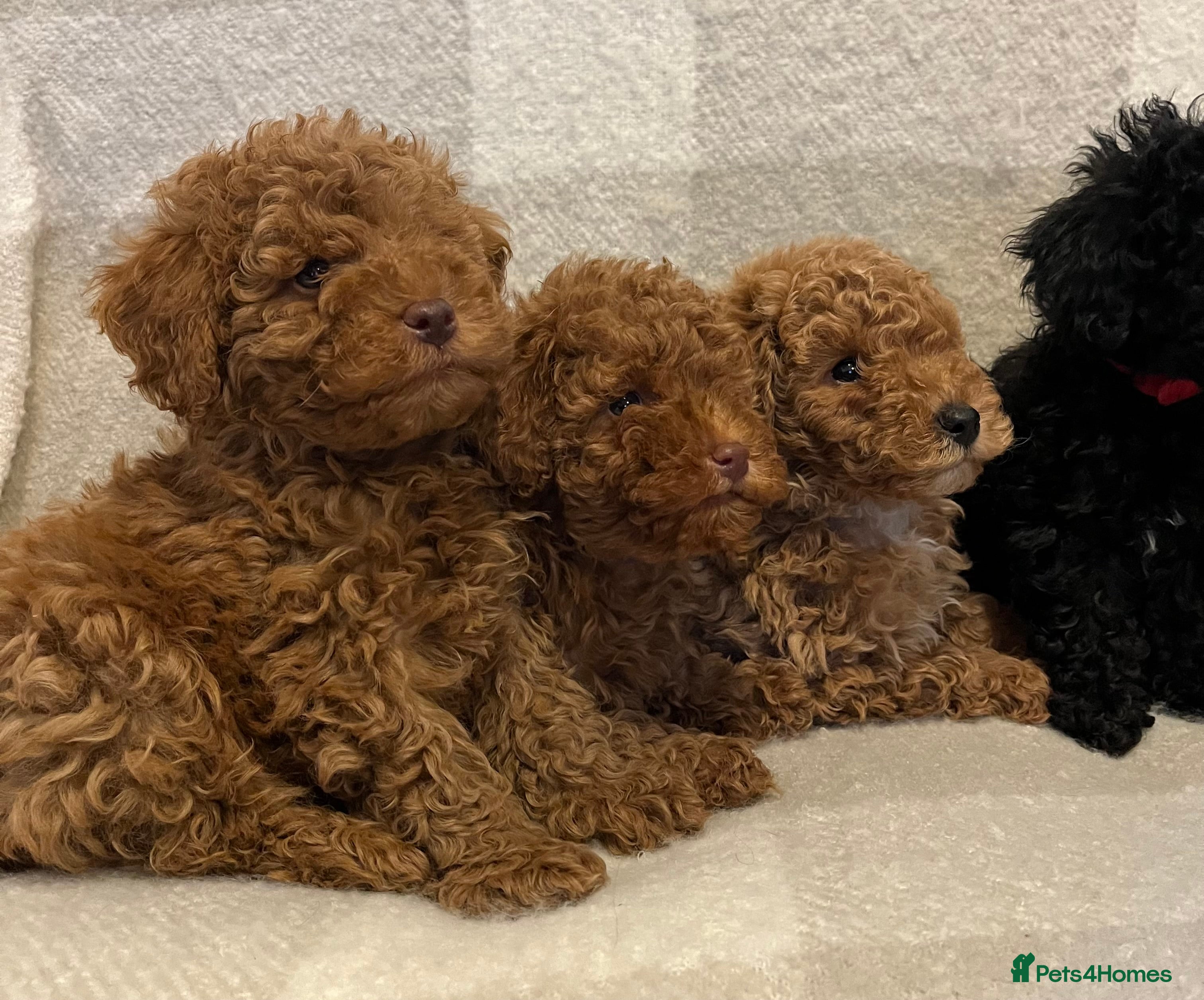 Miniature Poodle dogs Miniature poodle puppies - Advert 1