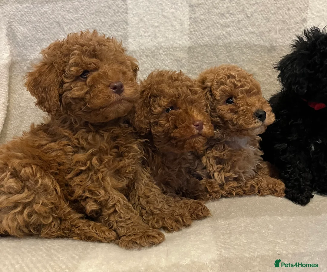 Miniature Poodle dogs for sale: Miniature poodle puppies - Advert 1
