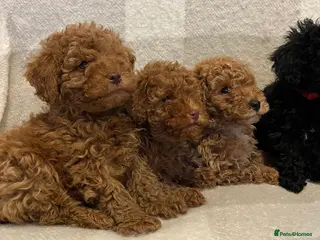Miniature Poodle dogs Miniature poodle puppies - Advert 9