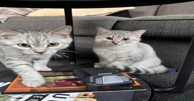 British Shorthair cats - Advert 1