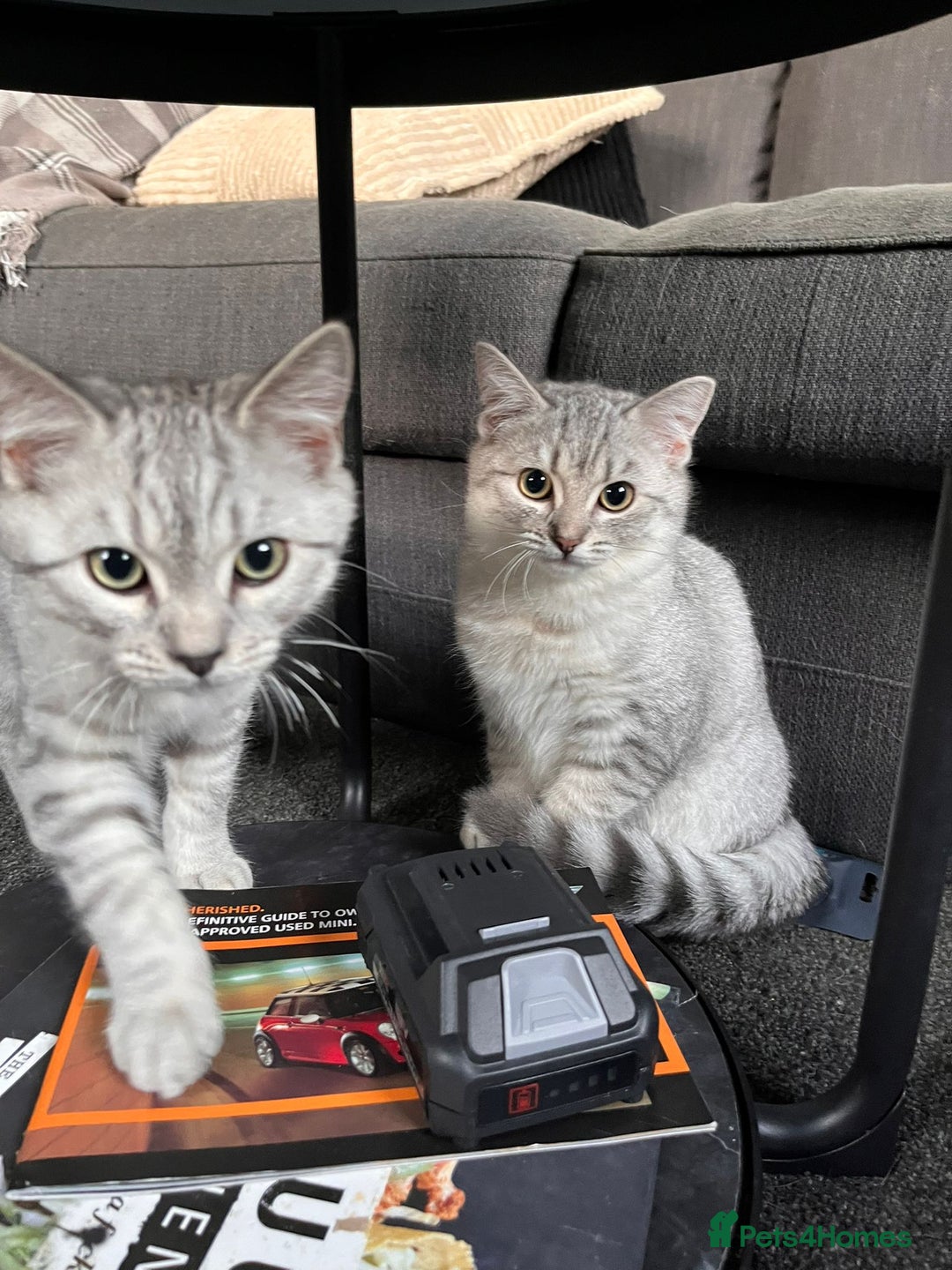 British Shorthair cats for sale: Beautiful British Shorthair Kittens... - Image 2