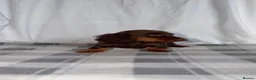 Dachshund dogs for sale: Miniature Dachshund Puppies - Advert 4