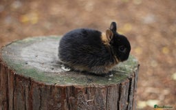 Netherland Dwarf rabbits for sale: Real Netherland Dwarf High Quality Babies  - Image 8