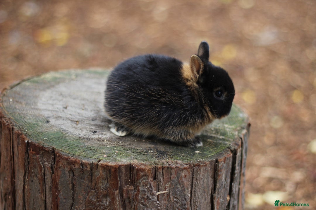 Netherland Dwarf rabbits for sale: Real Netherland Dwarf High Quality Babies  - Image 8