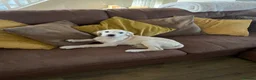 Golden Retriever dogs for sale: KC registered golden retriever  - Advert 3