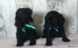 Cocker Spaniel dogs for sale: Well socialised Pedigree Cocker pups - Image 19