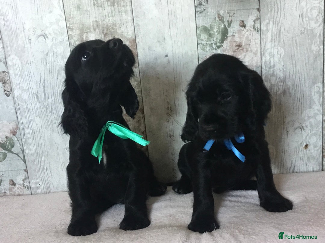 Cocker Spaniel dogs for sale: Well socialised Pedigree Cocker pups - Image 19