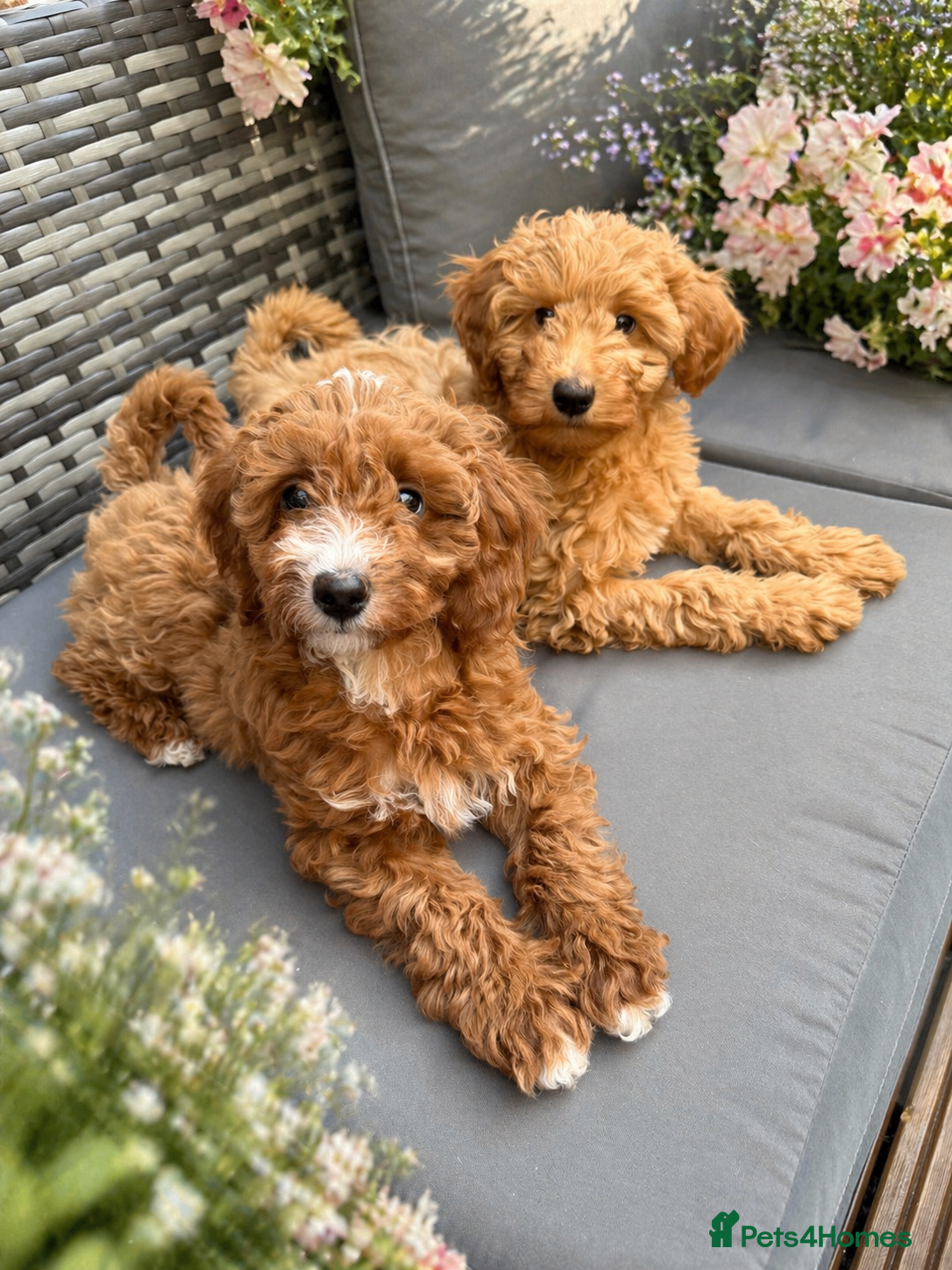 Australian Labradoodle dogs 🐶READY TO GO LAST 2 AVAILABLE🐶 - Advert 10