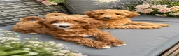 Australian Labradoodle dogs for sale: 🐶LAST 1 AVAILABLE FULL VACCINATION🐶 - Advert 8