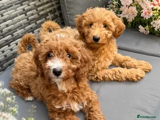 Australian Labradoodle dogs 🐶READY TO GO LAST 2 AVAILABLE🐶 - Advert 10