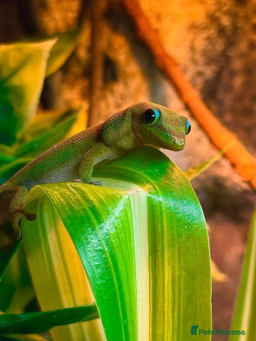 Gecko reptiles for sale: X2 Gold Dust Geckos With Enclosure  - Advert 3