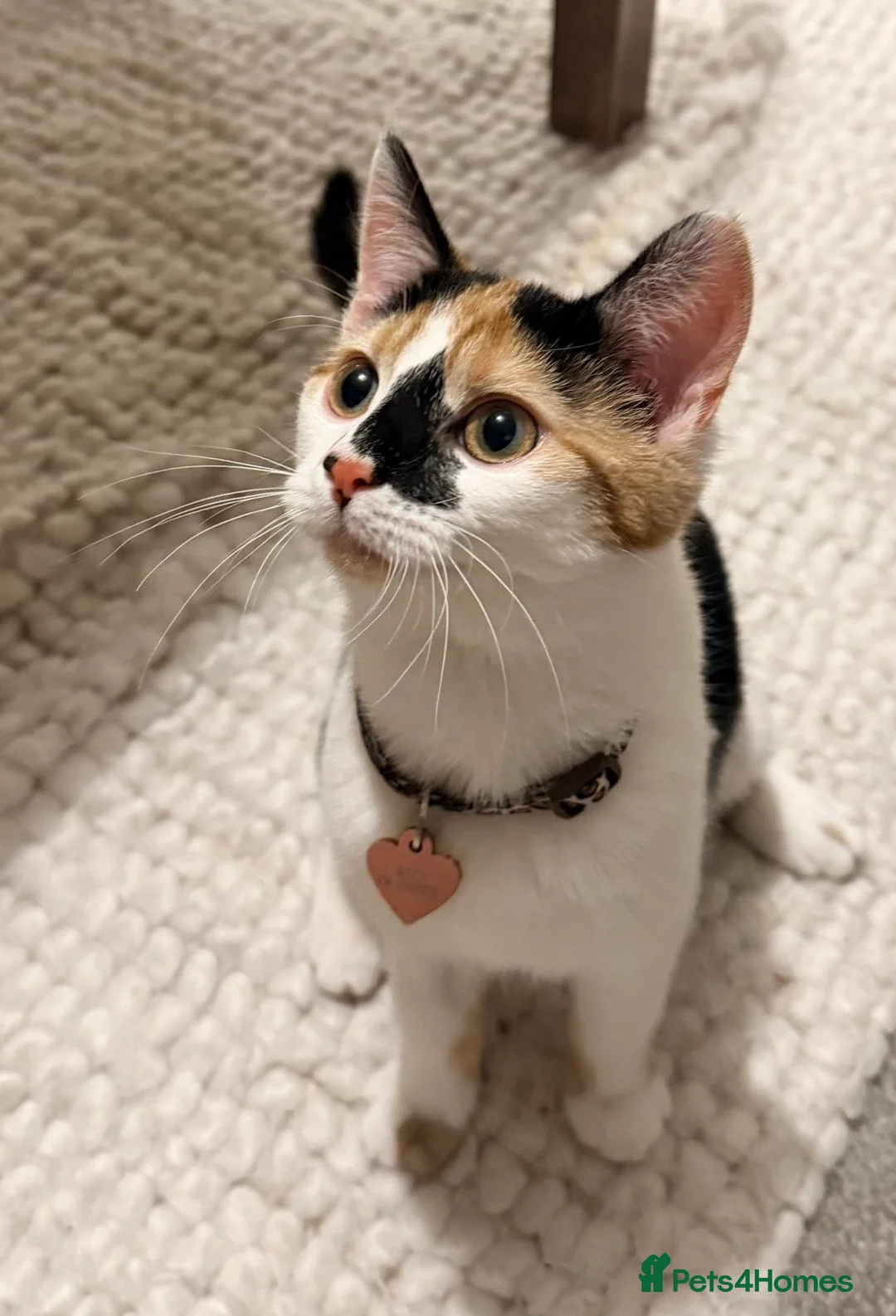 Mixed Breed cats for sale: Beautiful calico cat  - Advert 5