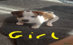 Jack Russell dogs for sale: Pure jackrussell pups ready for there forever home - Image 4