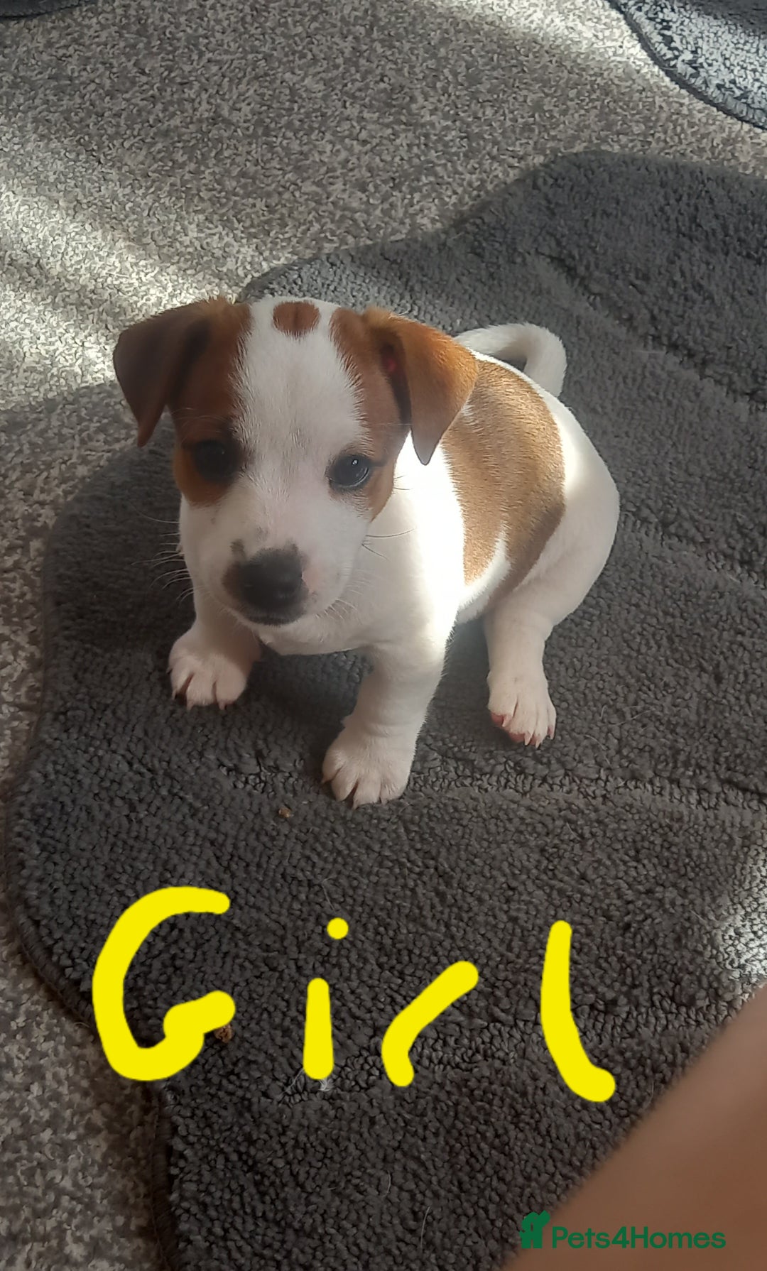 Jack Russell dogs for sale: Pure jackrussell pups ready for there forever home - Image 4