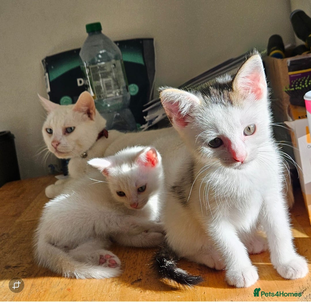 Turkish Angora cats for sale: White Turkish Angora kittens 😸 😍 ♥️  - Advert 4