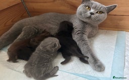 British Shorthair cats for sale: Ready to go pure breed British shorthair kittens - Image 17
