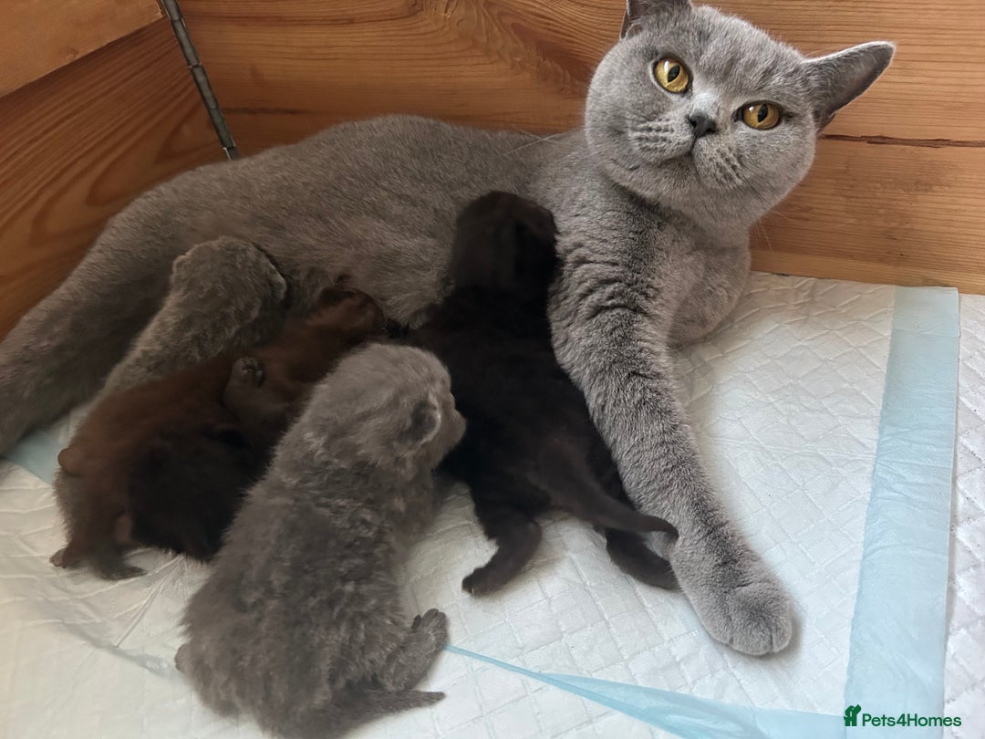 British Shorthair cats for sale: Ready to go pure breed British shorthair kittens - Image 17