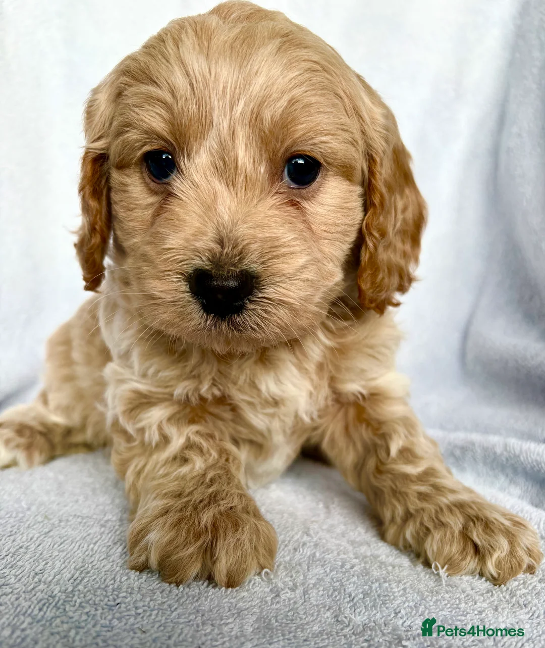 Cockapoo dogs for sale: Beautiful F1 Cockapoo puppies- mixed colours  - Advert 9