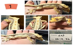Gecko reptiles for sale: Lilywhite Crested Geckos  - Image 2