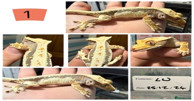 Gecko reptiles - Advert 4